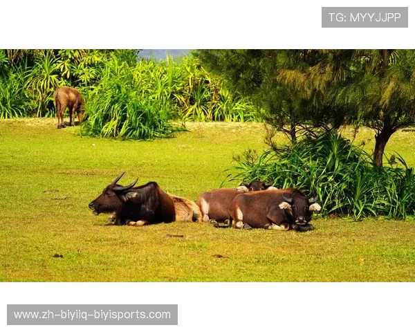 羽毛球牛图 羽毛球牛图